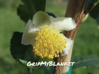 GripMyBlanket