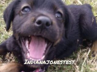 Indianajonestest