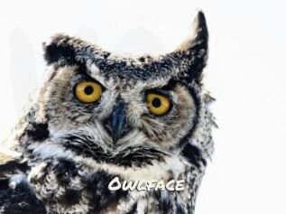 Owlface