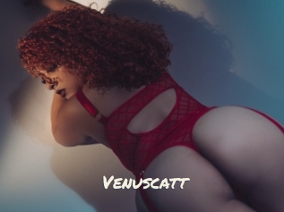 Venuscatt